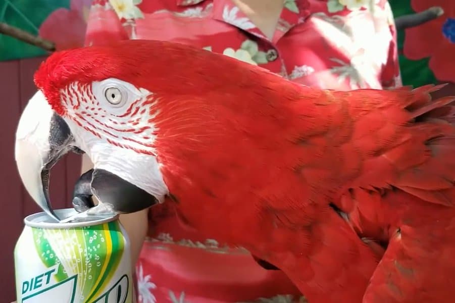 大多数由帕罗特（Parrott）打开的罐头饮料的世界纪录