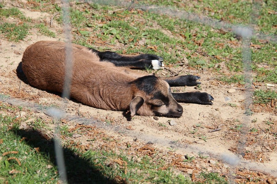 bizarre-animal-behaviors-image-1