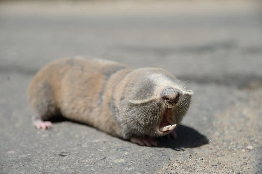 bizarre-animal-behaviors-image-11