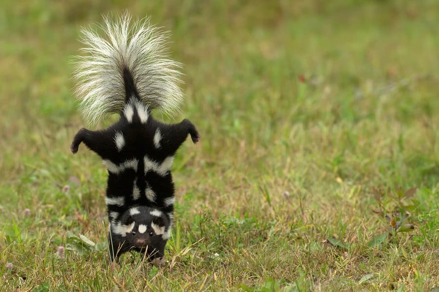 bizarre-animal-behaviors-image-12
