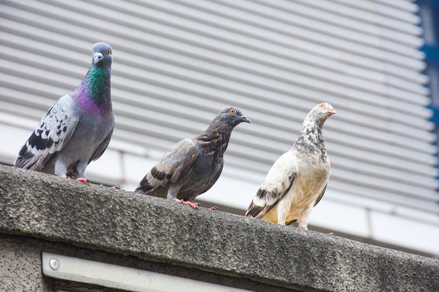 bizarre-animal-behaviors-image-5