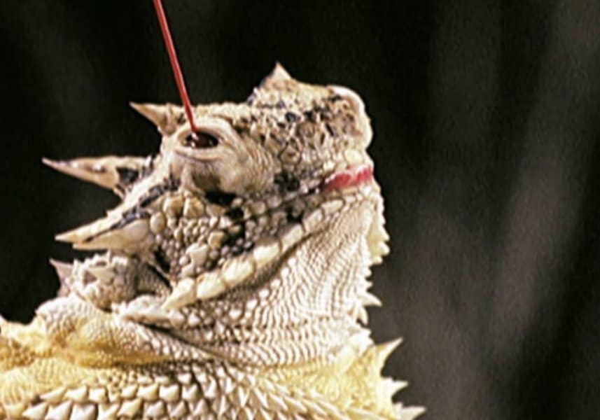 bizarre-animal-behaviors-image-6