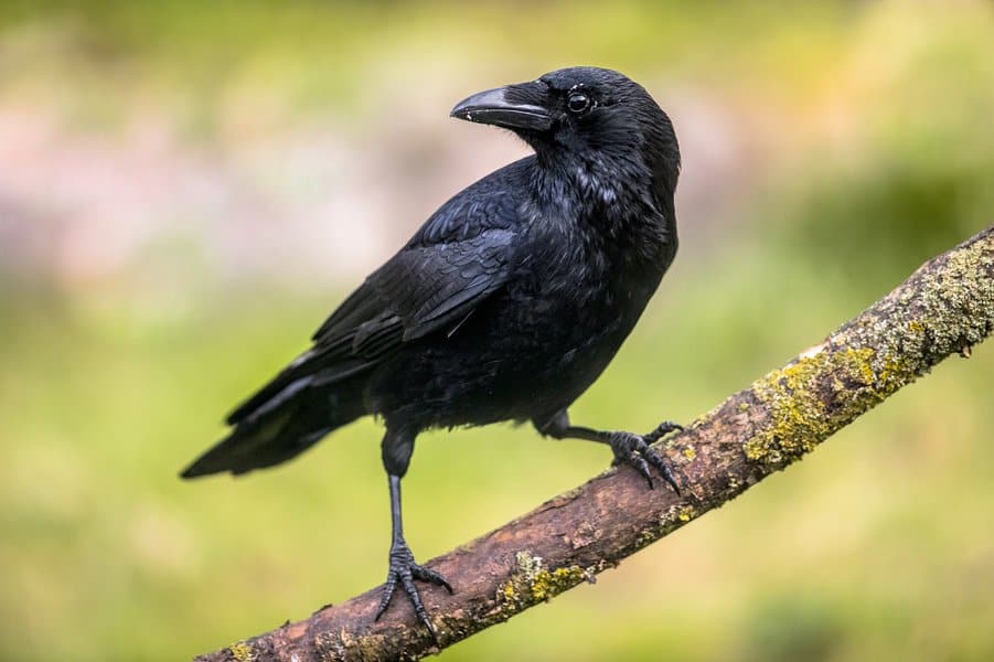 bizarre-animal-behaviors-image-7
