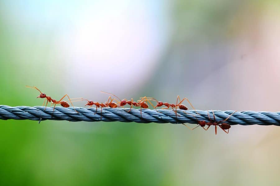 bizarre-animal-behaviors-image-8