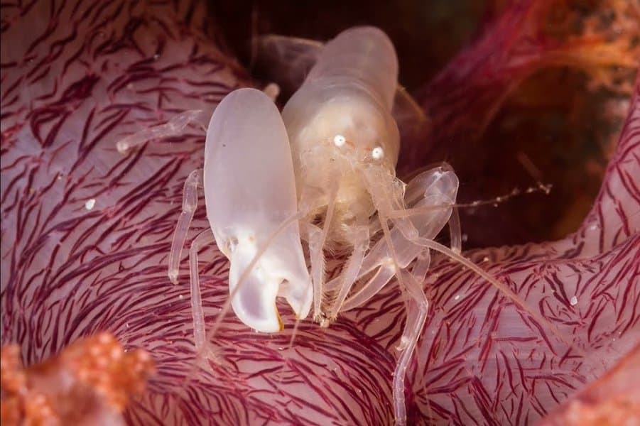 bizarre-animal-behaviors-image-9