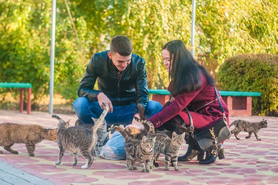 夫妇与猫
