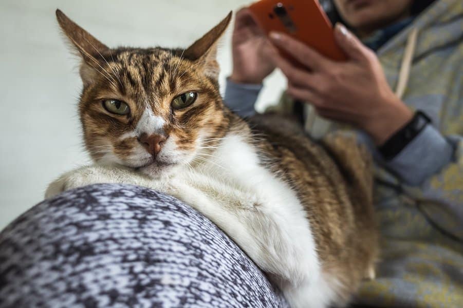 女人而持有手机的猫坐在她的膝盖上